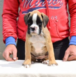 Boxer puppy for sale