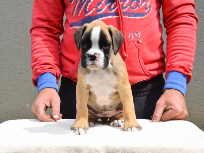Perros Boxer en venta