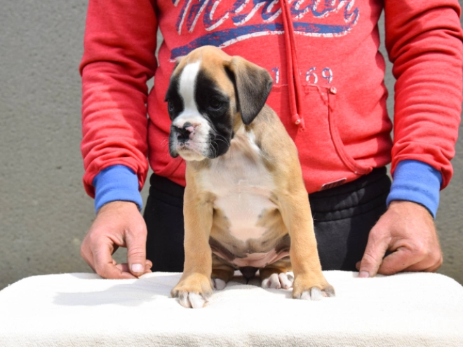 Perros Boxer en venta