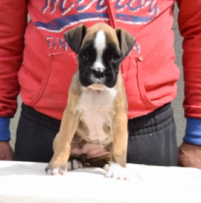 Boxer Welpe kaufen