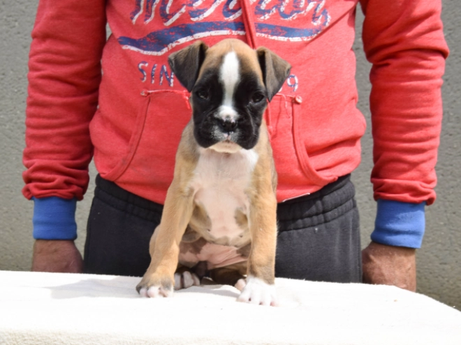 Boxer Welpe kaufen