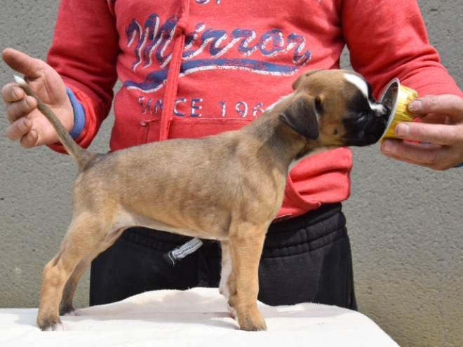 Boxer Welpe kaufen