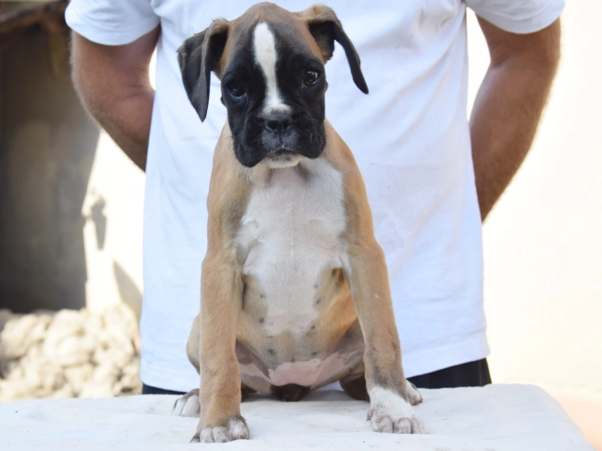 Boxer puppy for sale