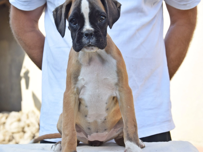 Boxer puppy for sale