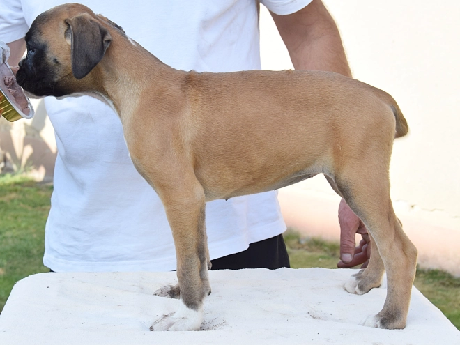 Boxer puppy for sale