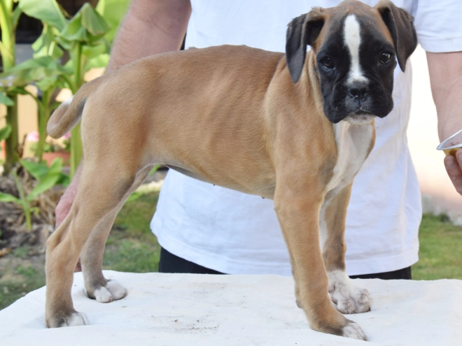 Boxer puppy for sale