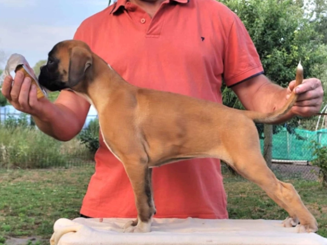Boxer puppy for sale