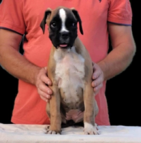 Perros Boxer en venta