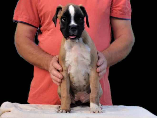 Boxer puppy for sale