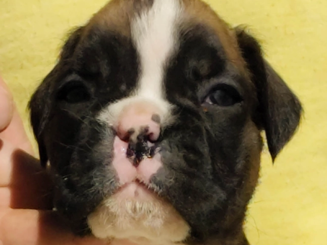 Boxer Welpe kaufen