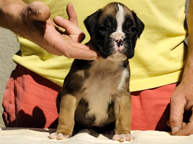 Boxer Welpe kaufen