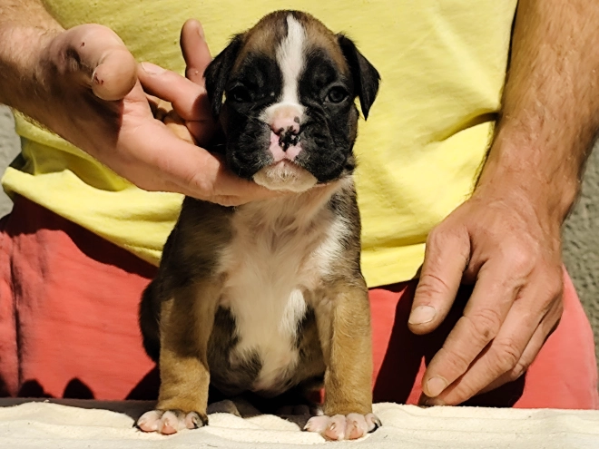 Boxer Welpe kaufen