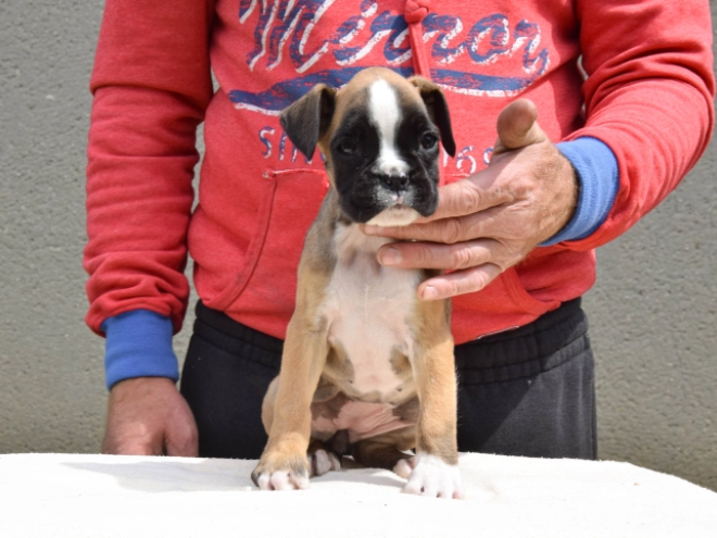 Boxer Welpe kaufen