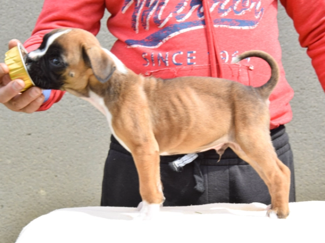 Boxer Welpe kaufen