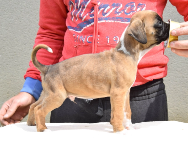 Boxer Welpe kaufen