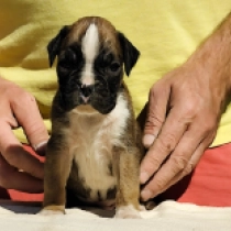 Boxer puppy for sale