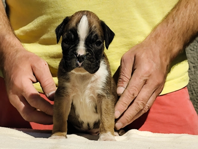 Boxer Welpe kaufen