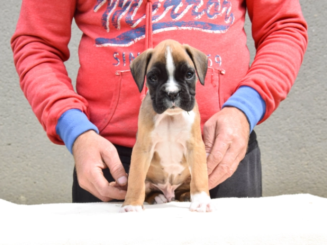 Boxer Welpe kaufen
