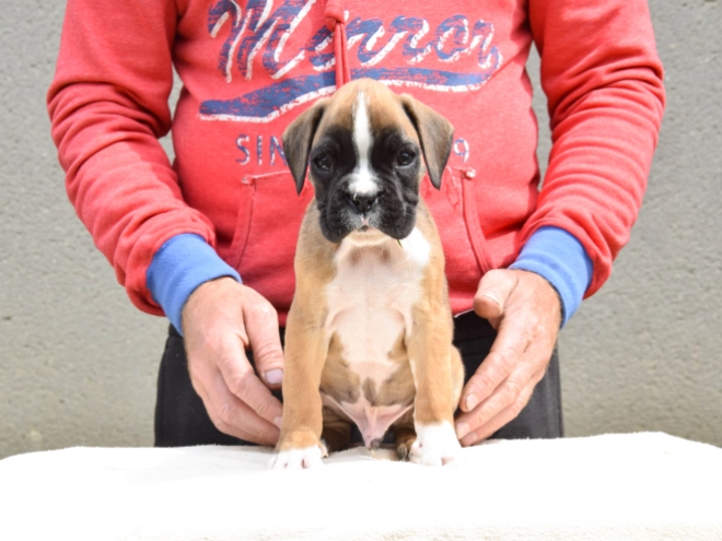 Boxer Welpe kaufen