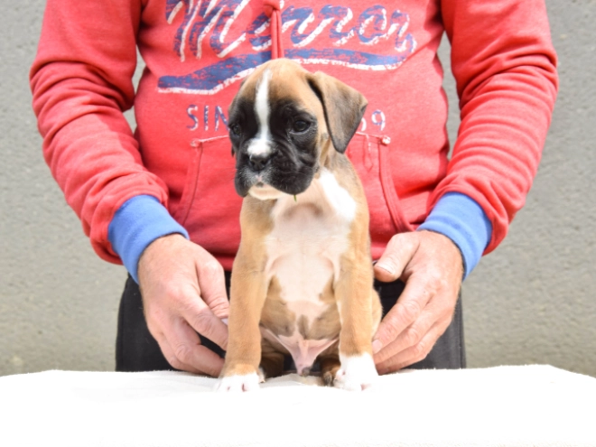 Boxer Welpe kaufen