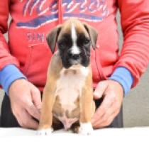 Barney Rubble, red Boxer for sale