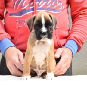 Boxer Welpe kaufen