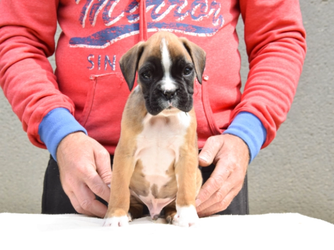 Boxer Welpe kaufen