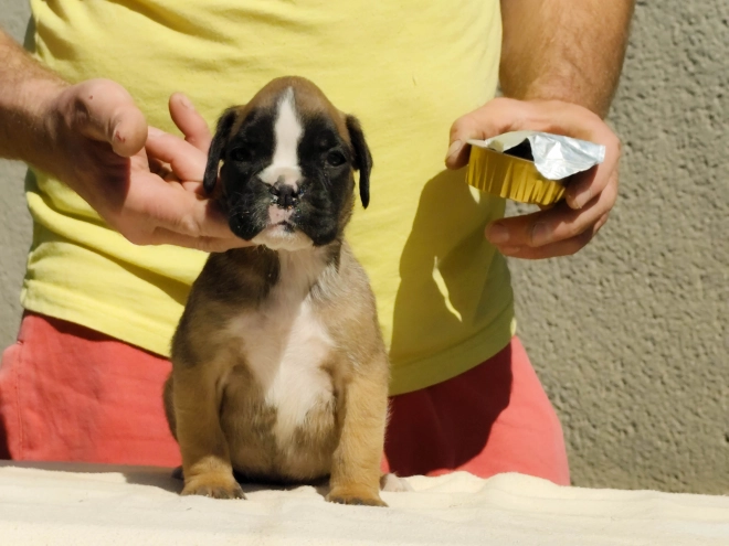 Boxer Welpe kaufen