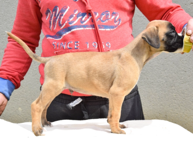 Boxer Welpe kaufen