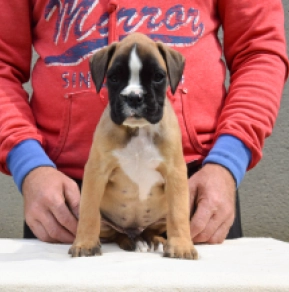 Boxer Welpe kaufen