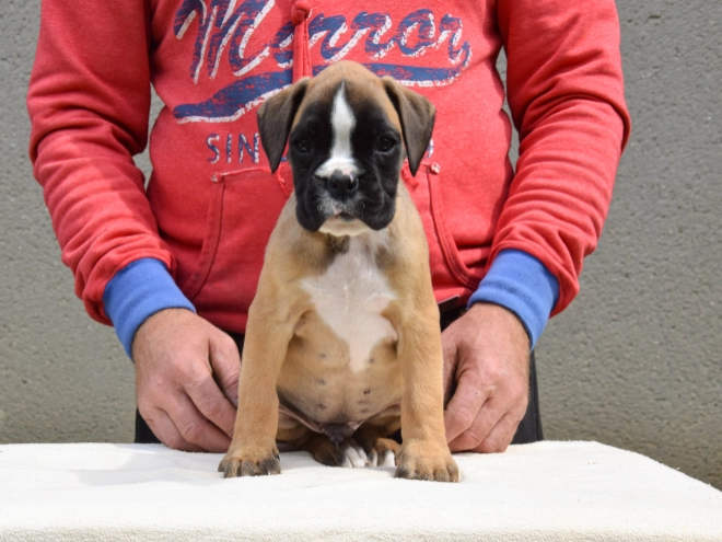 Boxer Welpe kaufen