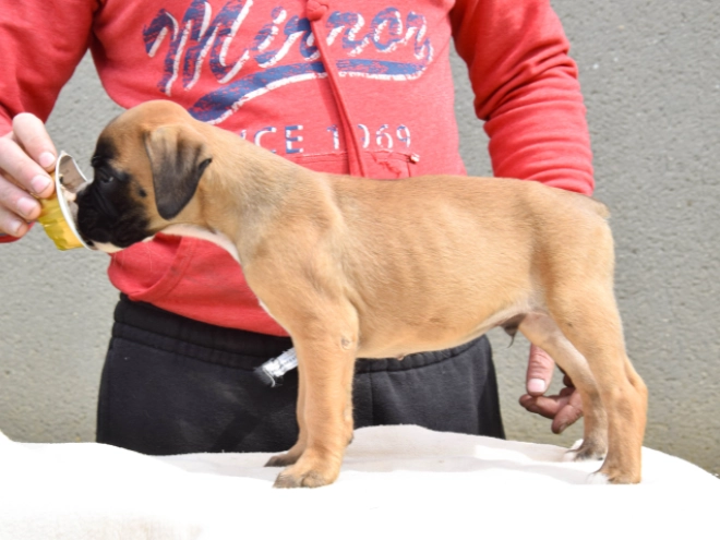 Boxer Welpe kaufen