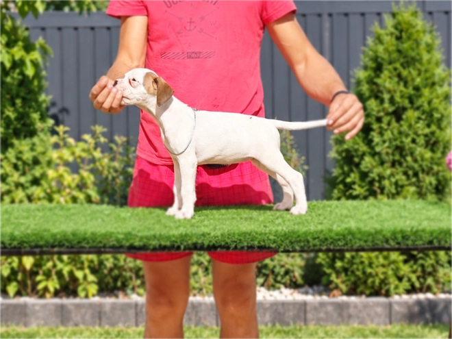 Boxer puppy for sale