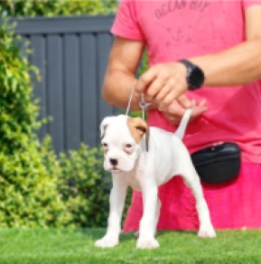 Boxer puppy for sale