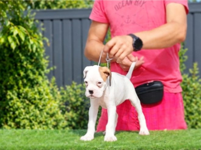 Boxer puppy for sale
