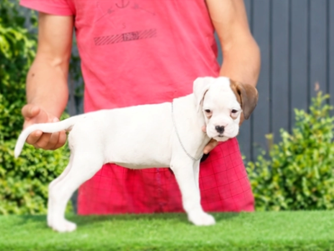 Boxer puppy for sale
