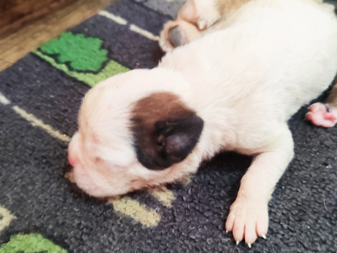 Boxer puppy for sale