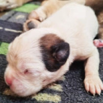 Lace, white with markings Boxer for sale