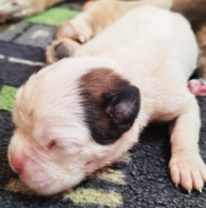 Boxer puppy for sale