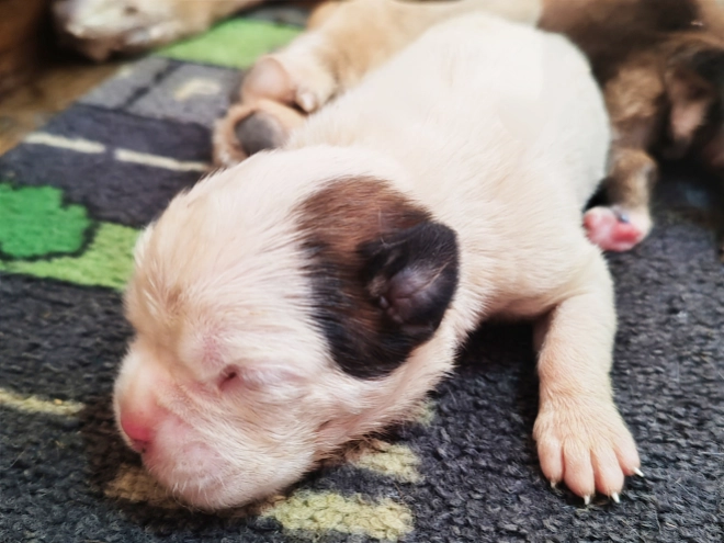 Boxer puppy for sale