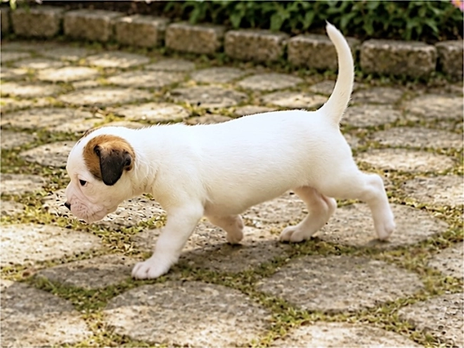 Boxer puppy for sale