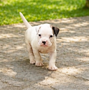 Boxer puppy for sale
