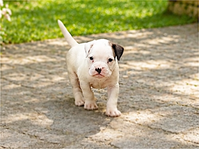 Boxer puppy for sale