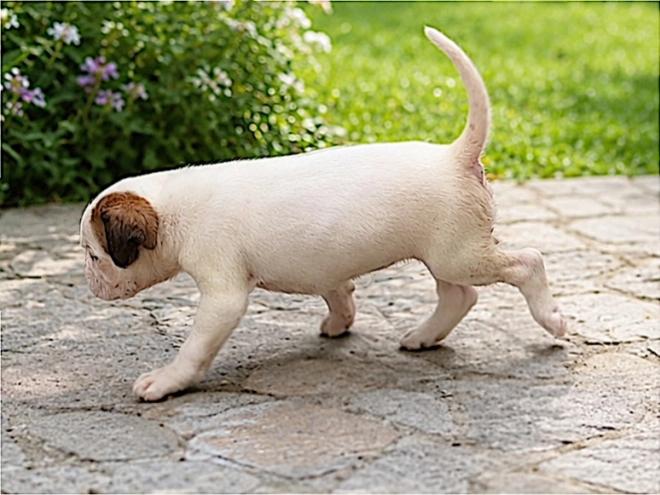 Boxer puppy for sale
