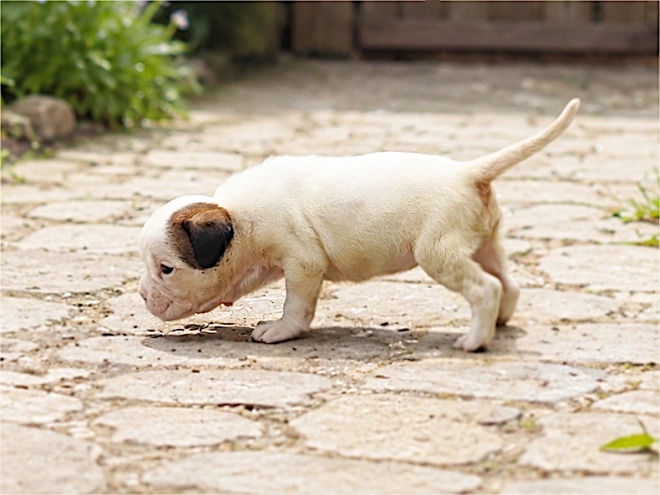 Boxer puppy for sale
