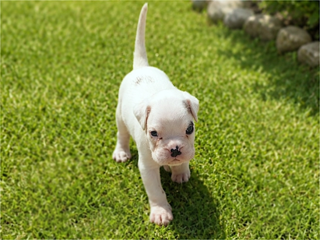 Boxer puppy for sale