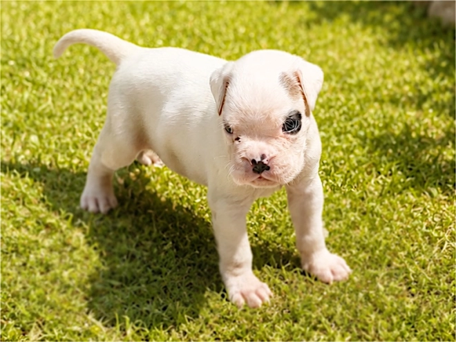 Boxer puppy for sale