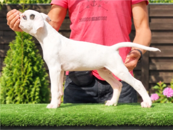 Boxer puppy for sale