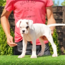 Jupiter, white with markings Boxer en venta