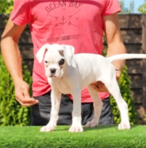 Boxer puppy for sale